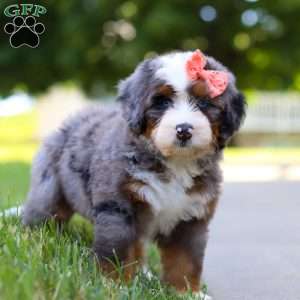 Carly, Mini Bernedoodle Puppy